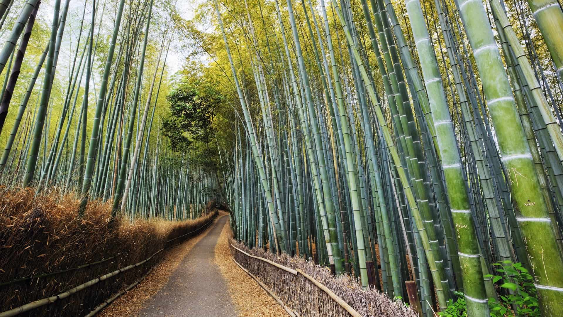 Bamboo Path, Kyoto, Japan