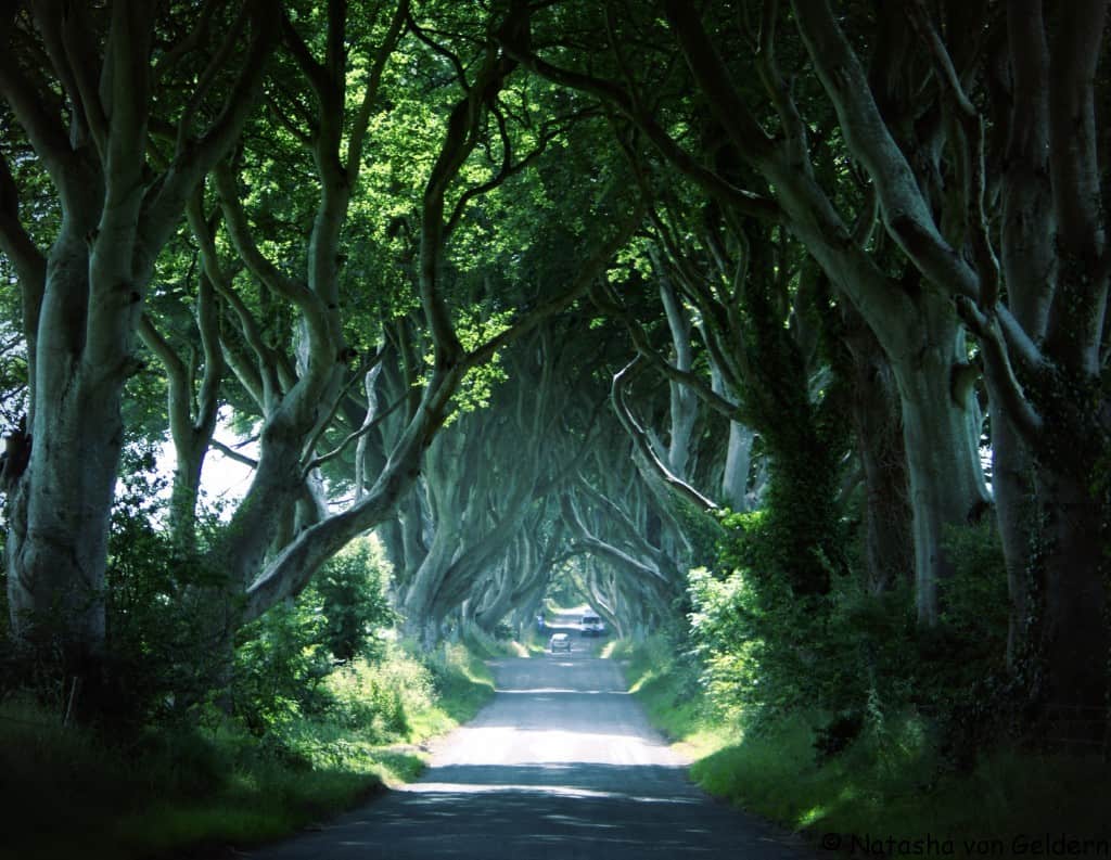Do not visit the Dark Hedges during Winter! Go there during the summer to see for yourself this natural wander