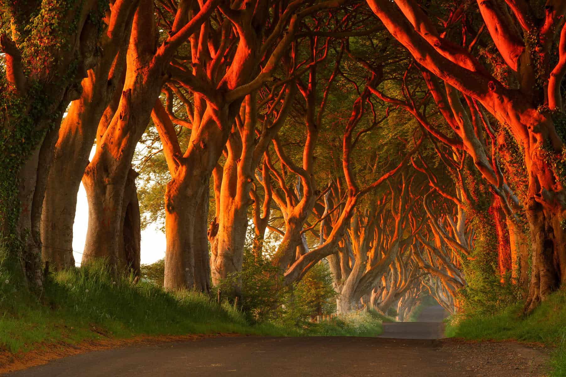 Dark Hedges address: Bregagh Rd, Ballymoney BT53 8TP, United Kingdom