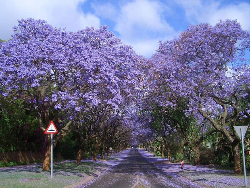 Jacarandas Walk in South Africa