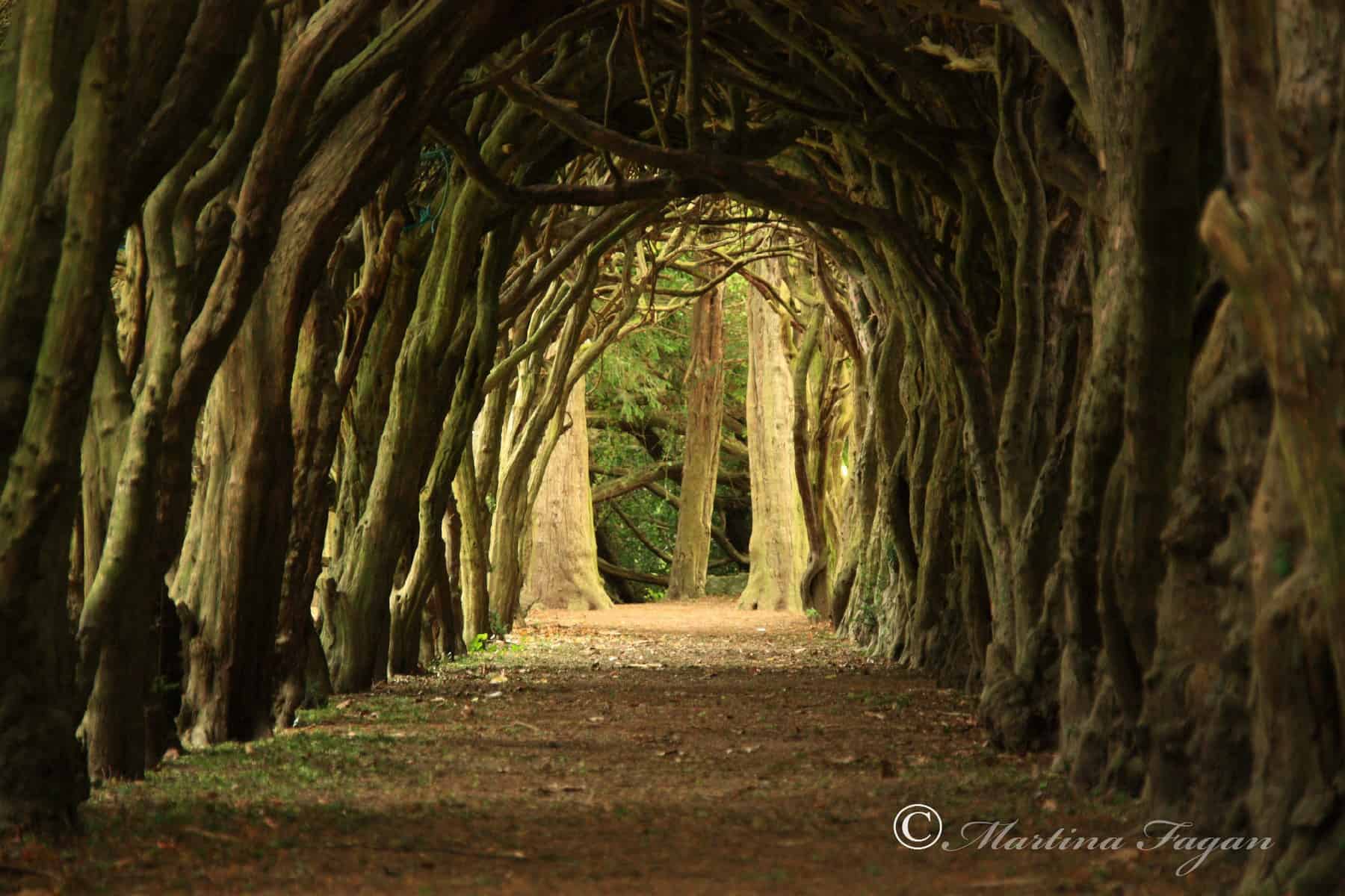 Tunnel of Trees – Gormanstown College, Co Meath, Ireland – photo by Martina Fagan