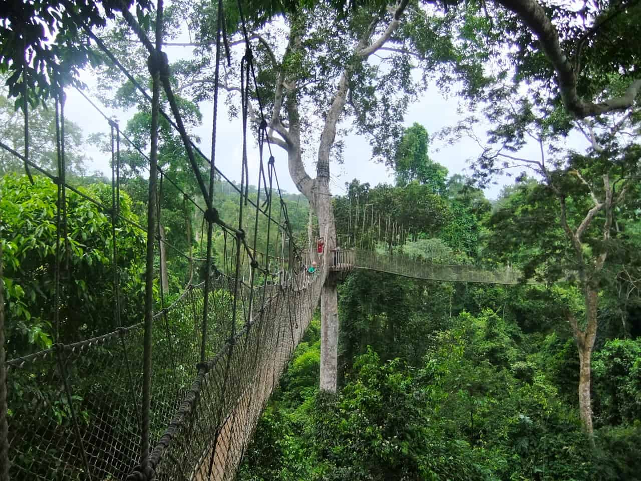 Walk closer to the canopy