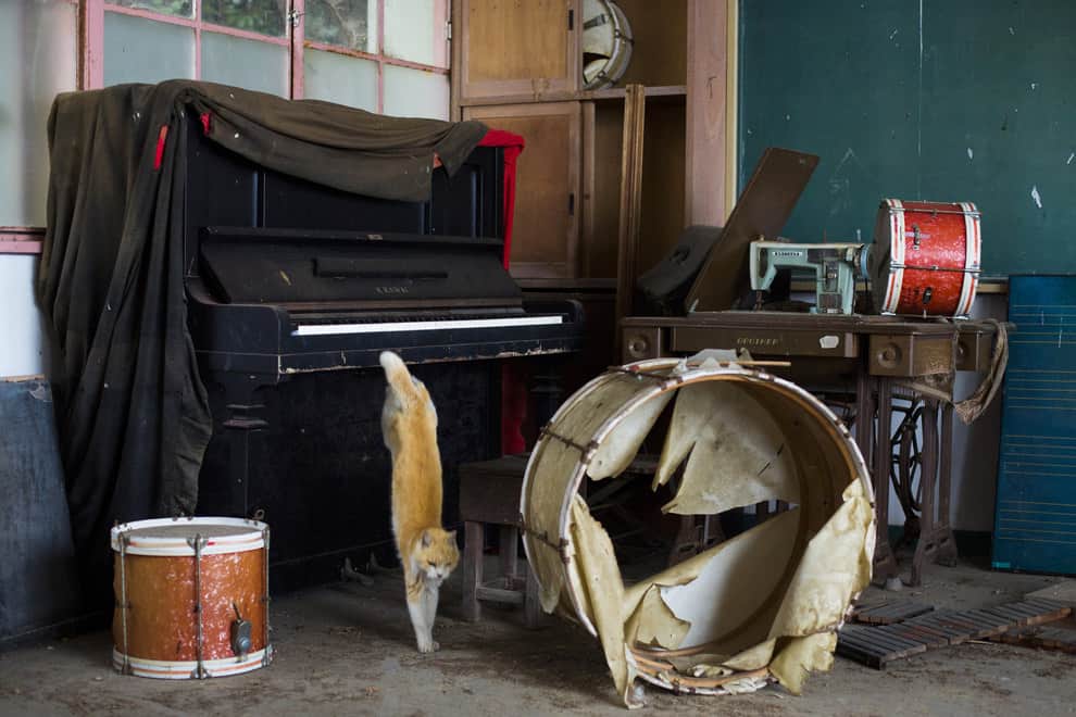 A cat jumps off a piano in the music room of a derelict school on Aoshima Island on February 25, 2015. # Thomas Peter/Reuters