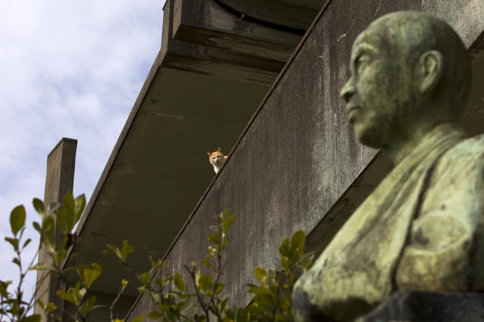 An Aoshima cat sits on a wall watching your every move.