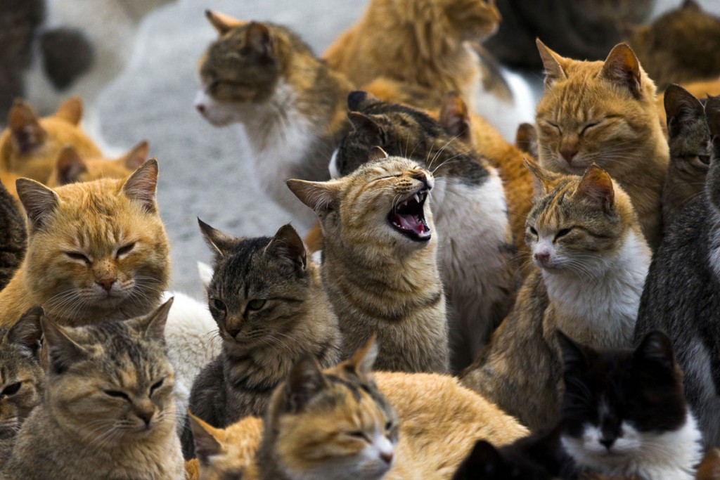 Cats crowd the Aoshima Island harbor