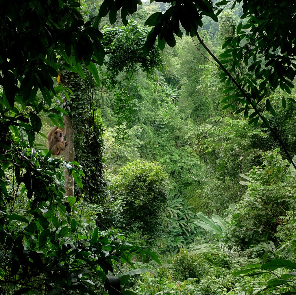 Deep jungle