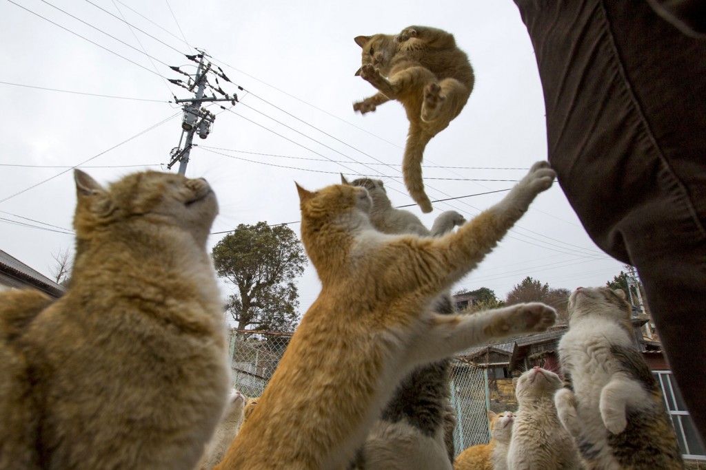 Ocasinally, these japanese cats dance for the tourists.