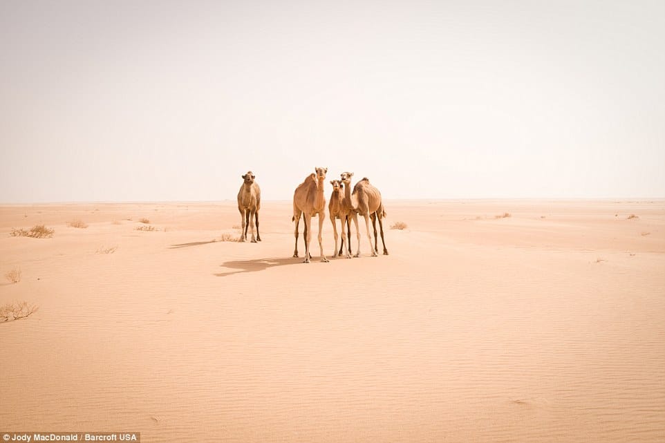 Curious wild camels in Sahara