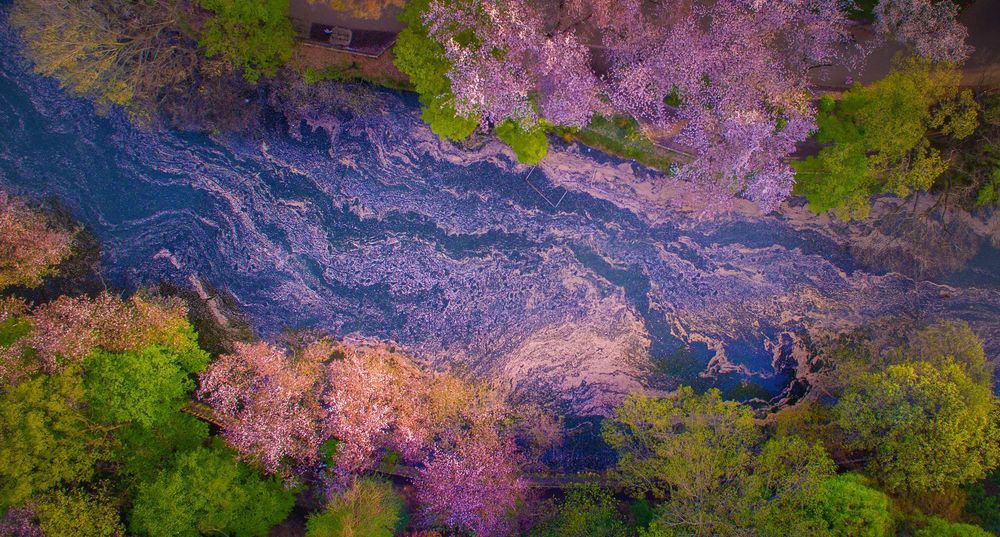 The floating petals of cherry blossom that fall in the water at Inokashira park Tokyo.