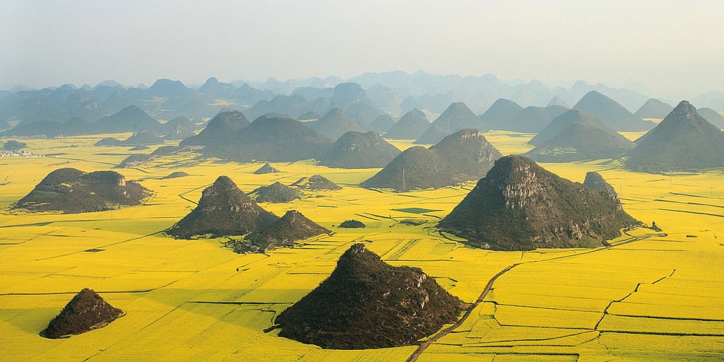 The golden sea of Canola Flowers in Luoping, Yunnan, China, during spring