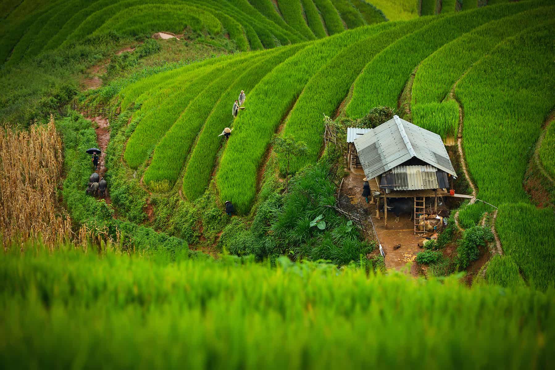 Home in the middle of rice terraces Vietnam
