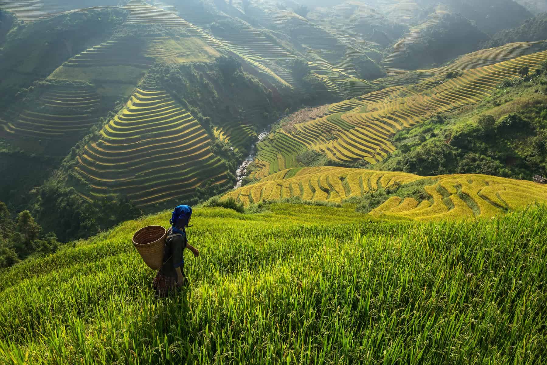 Working on rice terraces Vietnam