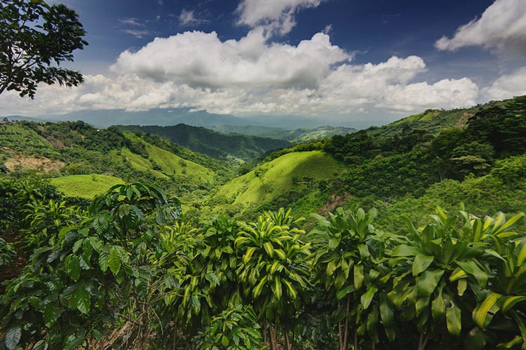 Jungle, Costa Rica