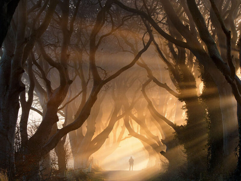 amazing tree tunnel