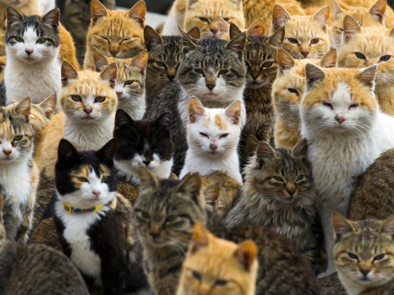 I bet you haven't see so many cats in one photo ever before!