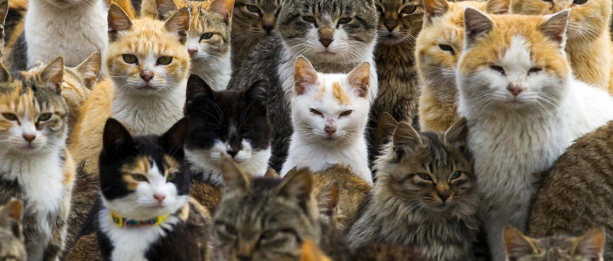 I bet you haven't see so many cats in one photo ever before!