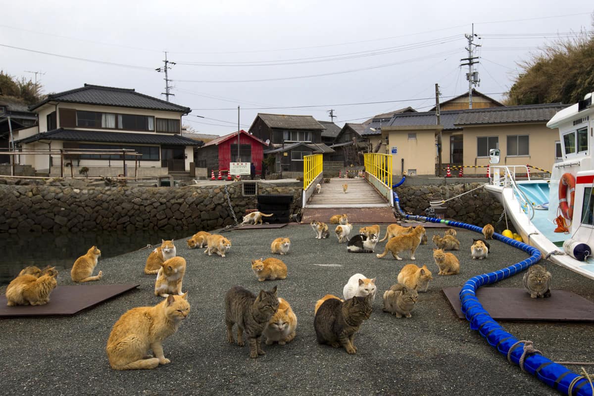 Book A Trip To Aoshima, The Cat Island Placeaholic