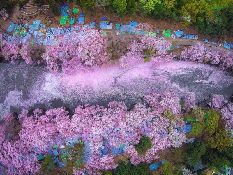 Inokashira park where some japanese celebrate their hanami party under the tree of cherry blossom