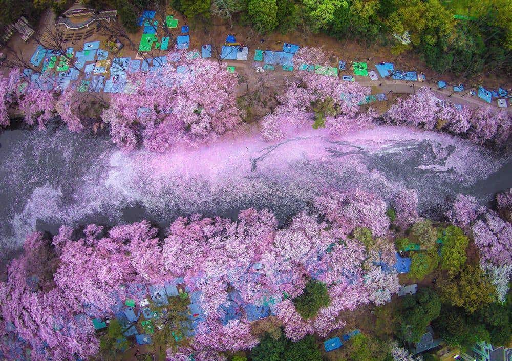 Inokashira park where some japanese celebrate their hanami party under the tree of cherry blossom