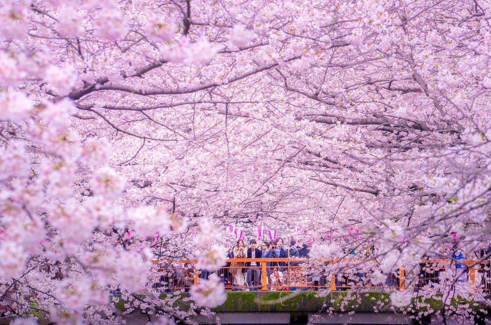 These pink flowers attract thousands of tourists each year.